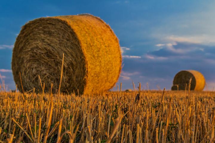 Round Hay bales in a field