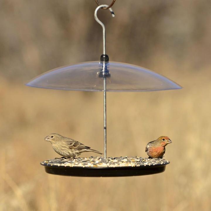 a platform bird feeder