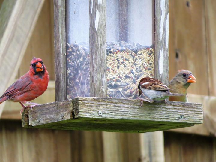 cardinals at a bird feeder