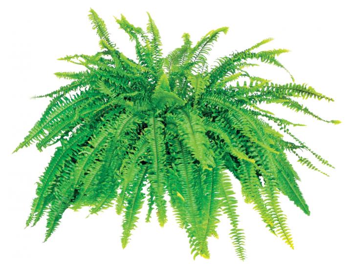 Boston fern. Photo by sdbower/Getty Images.