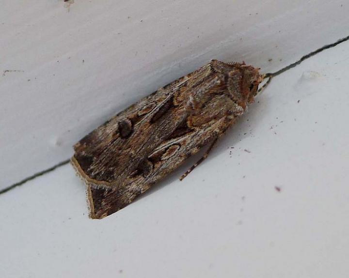 Photo Credit: GrowVeg.com/gailhampshire on Flickr Creative Commons. The adult moth of the brown cutworm is an indicator that cutworm eggs could be in your soil.