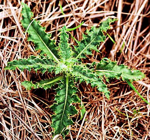 Canada Thistle (Cirsium arvense)