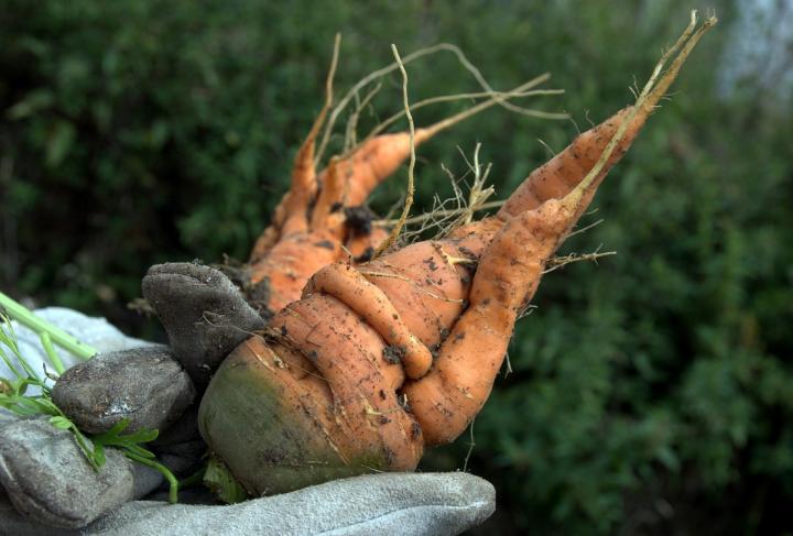 Stunted carrots in a gloved hand in the garden