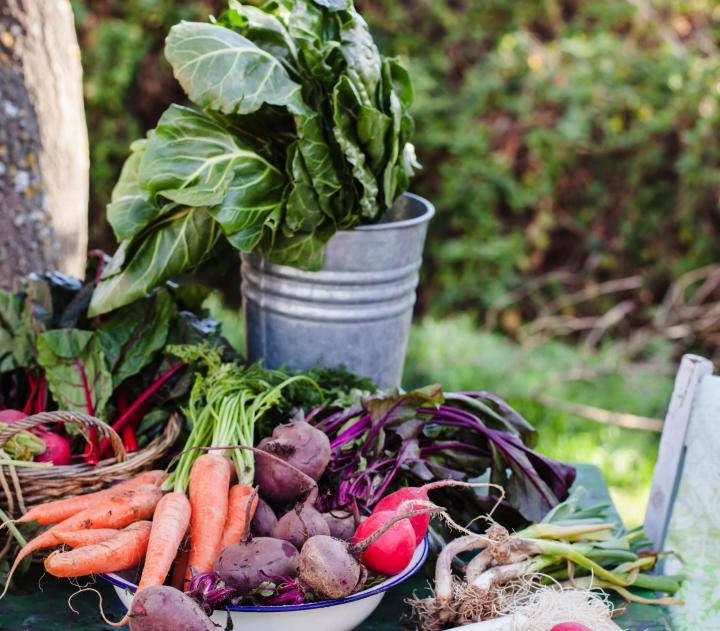 garden harvest in a metal bucket. beets, radished, carrots, collards, scallions