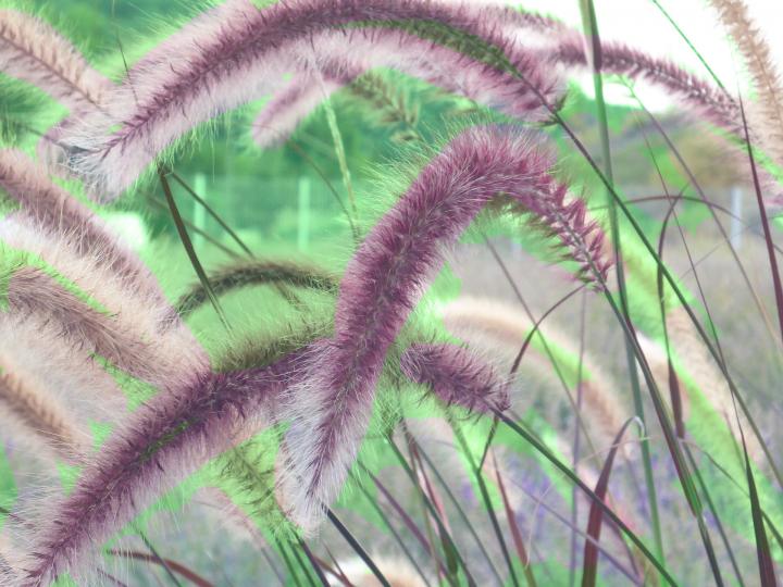 cherry-sparkler-fountain-grass-1677179_1920_full_width.jpg