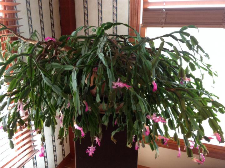 a giant thanksgiving cactus in bloom
