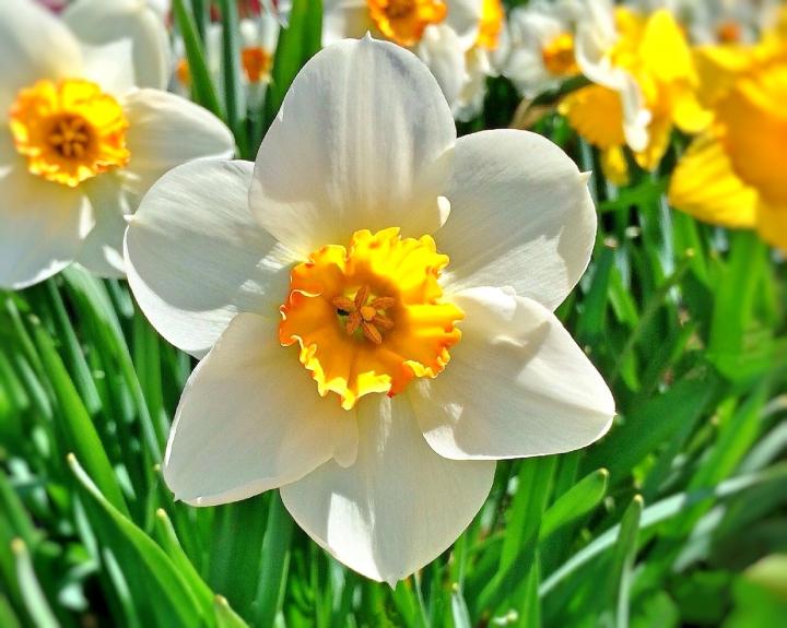 white daffodil with a yellow center