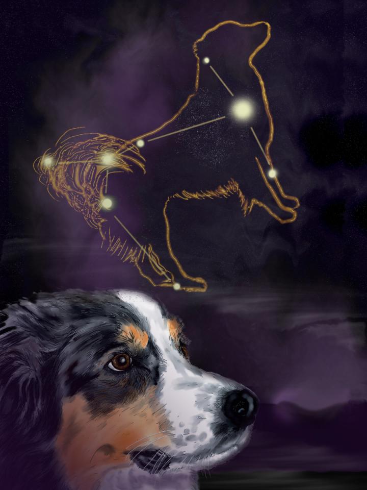 dog-star-sirius-canis-major.jpg