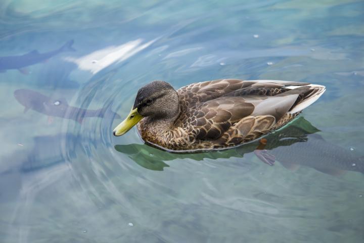 duck-715890_1920_full_width.jpg