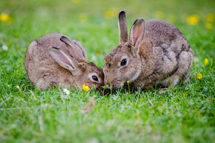 European rabbits.