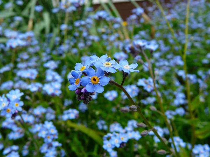 forget me not, the official flower of grandparents day