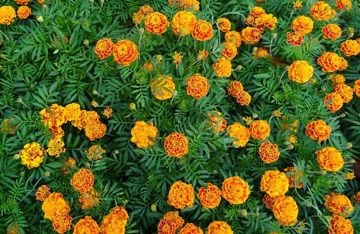 orange and red French Marigolds