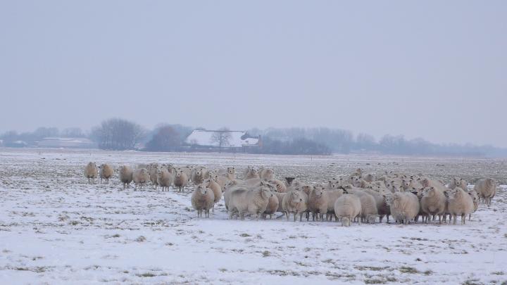 frozen-sheep-year-without-summer.jpg