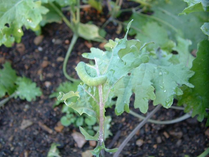 cabbage worm damage on a plant in the garden