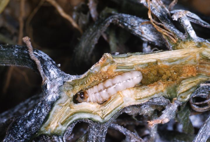 get-rid-of-squash-vine-borer.jpg