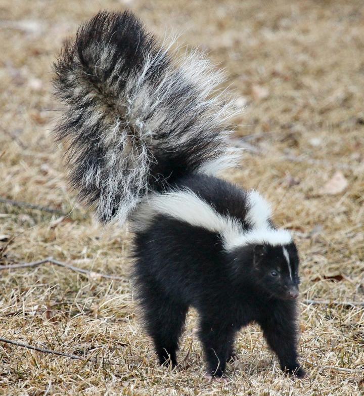 black and white skunk in the yard