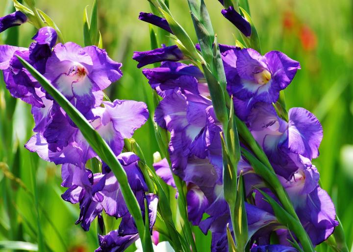Purple gladiola flowers