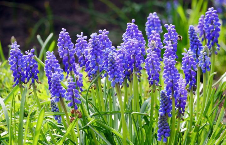 Grape hyacinths (Muscari) are not actually true hyacinths, but their care is very similar.