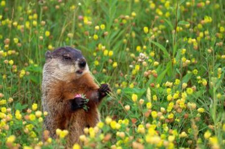 groundhog in yellow flowers