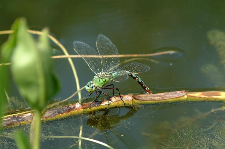a dragonfly on a reed in a pond
