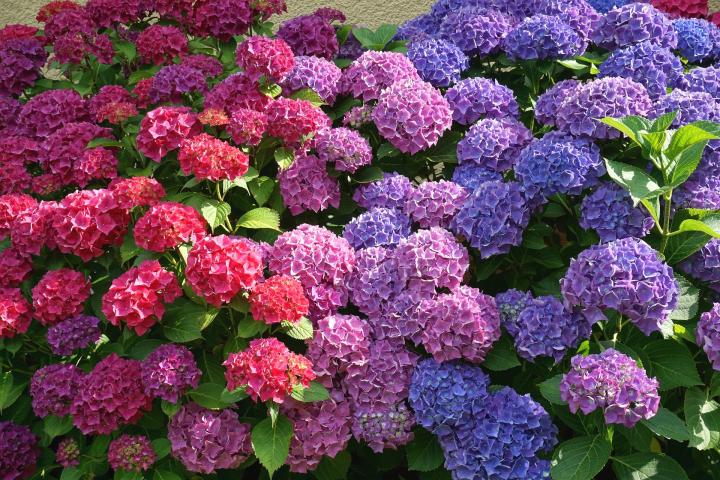 pink, purple, and blue Hydrangea colors