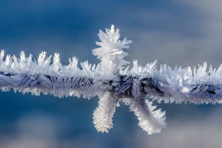 Ice crystals on a branch