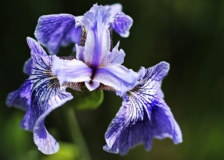 Striped iris flower