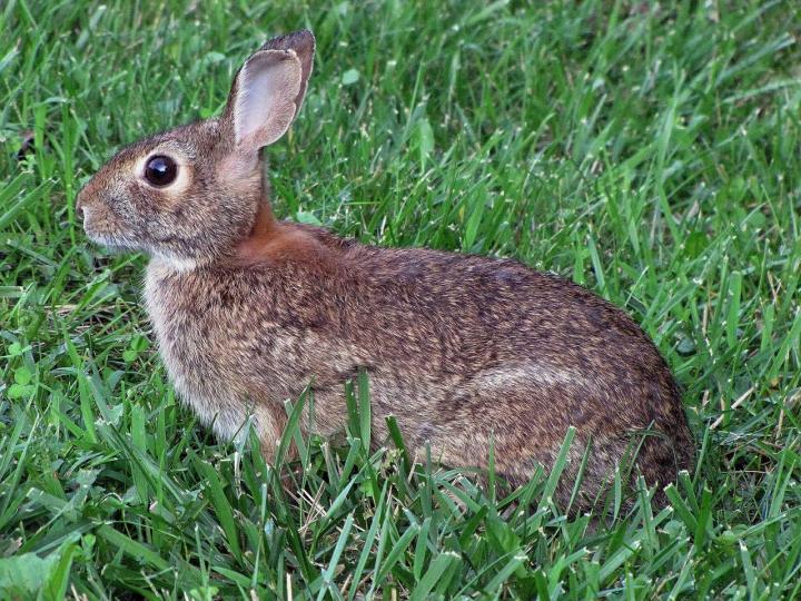 keep-rabbits-out-of-garden.jpg