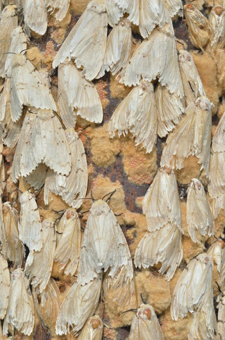 kirsanov_valeriy_vladimirovich_shutterstock_gypsy_moths_full_width.jpg