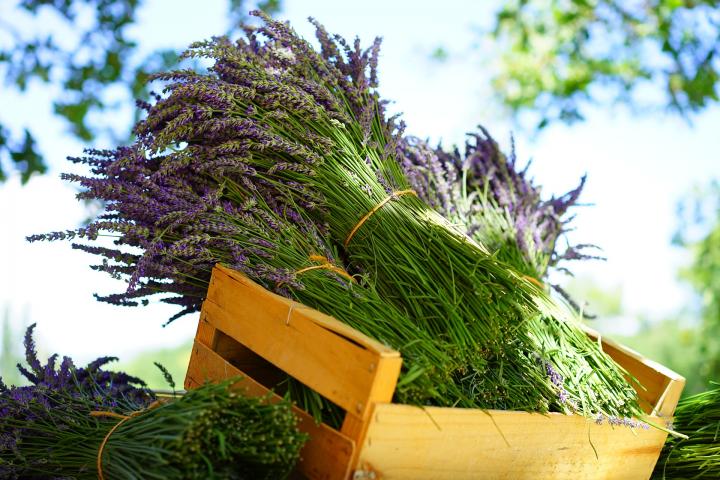 harvested lavender in a wooden crate