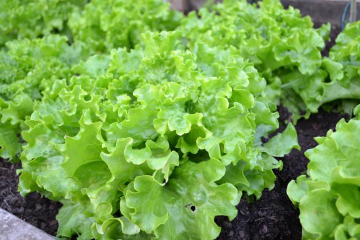Lettuce is excellent for container gardening.