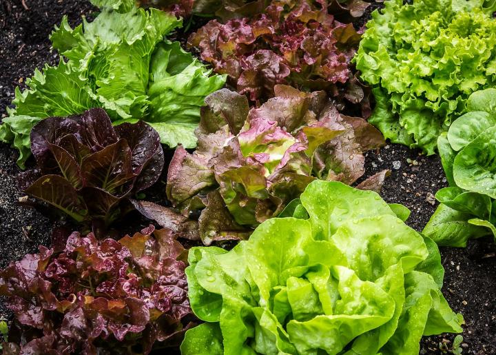 green and red leaf Lettuce varieties growing in the garden