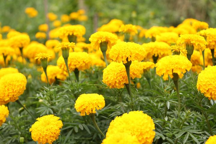 Yellow marigolds in a garden
