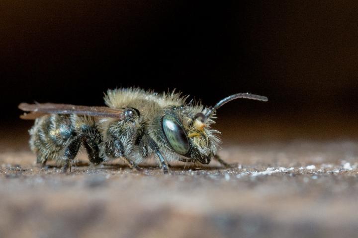 Mason bee (Osmia spp.).