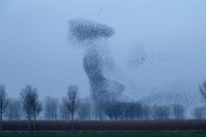 menno_schaefer_shutterstock_starlings_full_width.jpg