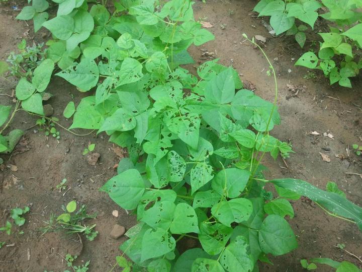 mexican-bean-beetle-damage.jpg