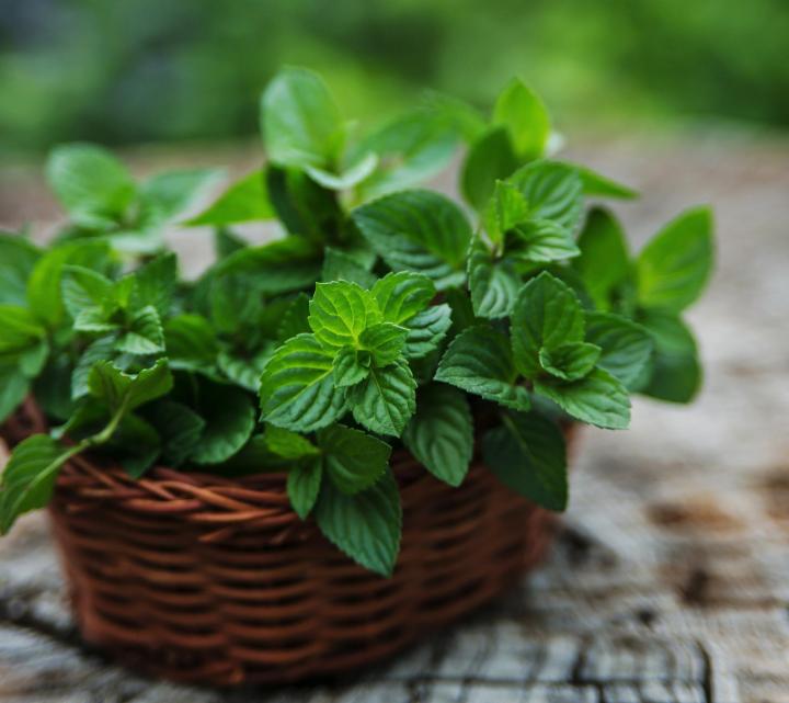 a basket of freshly picked mint