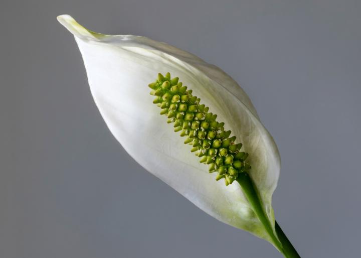 closeup photo of a Peace Lily flower. Photo by W. Carter/Wikimedia.