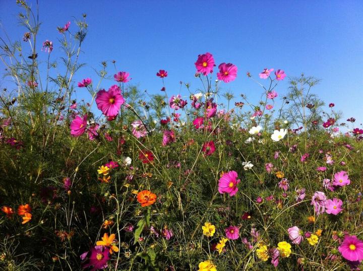 a field of cosmos flowers