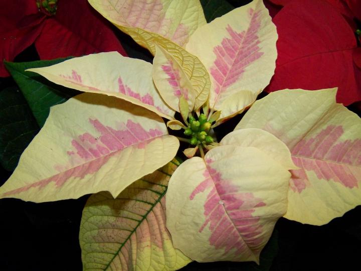 white and pink poinsettia