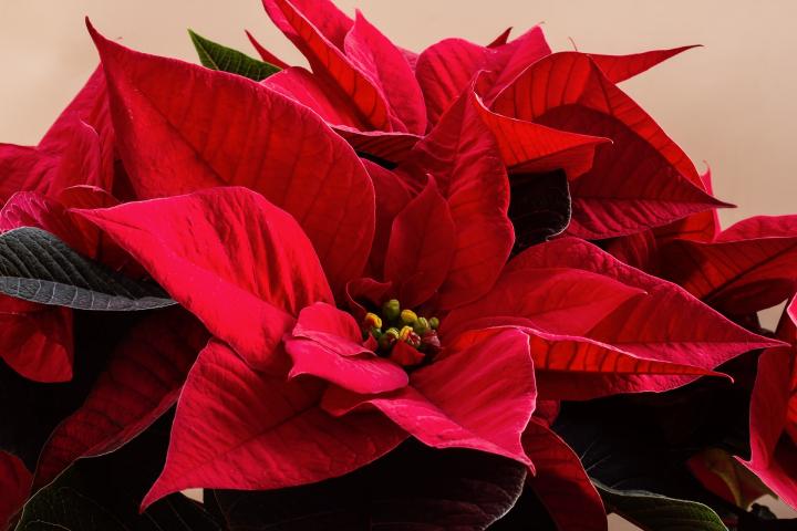 Poinsettia plant