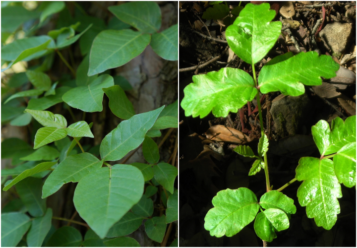 Poison ivy (left) vs. poison oak (right)
