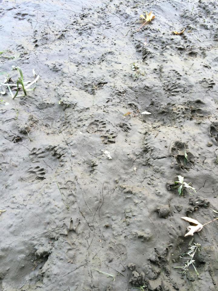 raccoon-tracks-identification.jpg