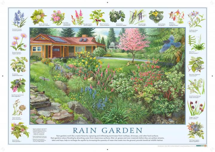 rain garden illustration