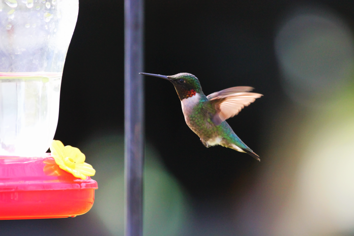ruby throated hummingbird at a hummingbird feeder