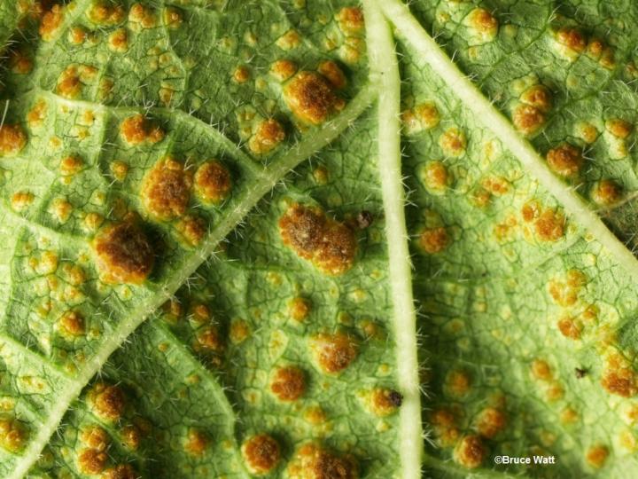 rust plant disease on a leaf