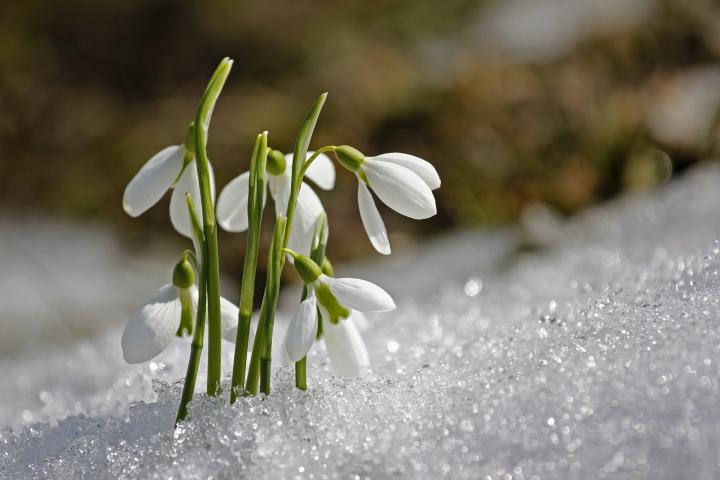 Snowdrop flowers