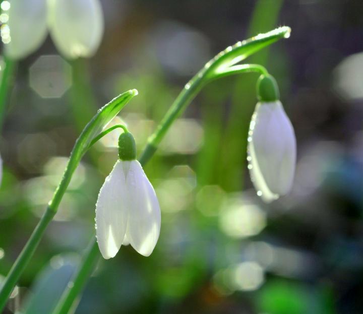 snowdrop flowers, the january birth flower