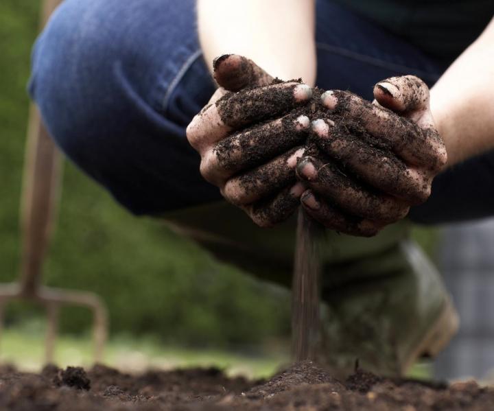 hands digging in the dirt, garden