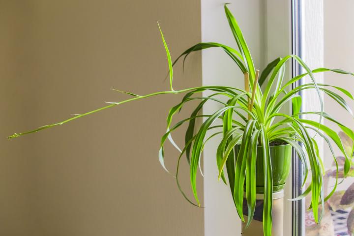 Spider plant hanging in a window. Photo by Olga Prava/Shutterstock.